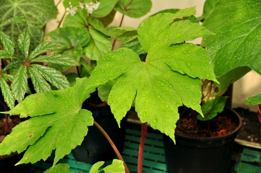 B. lacerata